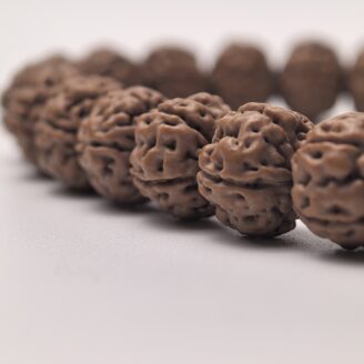 _cuva 小金剛菩提・老樹王